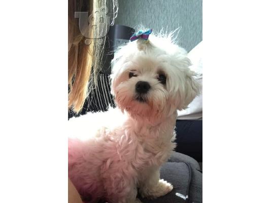 PoulaTo: Κουτάβια Maltipoo